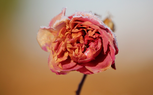 Withered flower  from Chrome web store to be run with OffiDocs Chromium online
