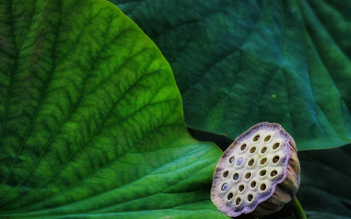 Withered lotus  from Chrome web store to be run with OffiDocs Chromium online