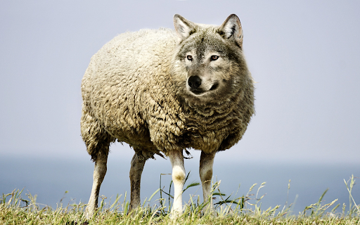 Wolf faced sheep  from Chrome web store to be run with OffiDocs Chromium online