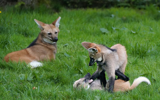 Wolf Puppies  from Chrome web store to be run with OffiDocs Chromium online
