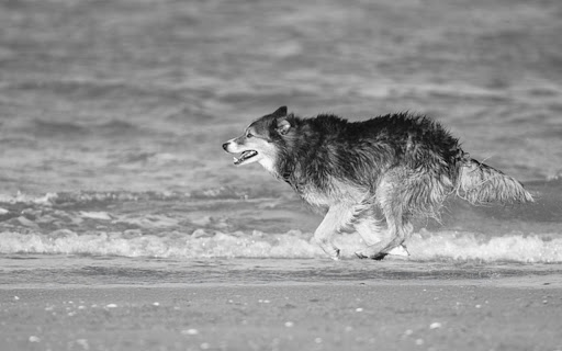 WOLF THEME  from Chrome web store to be run with OffiDocs Chromium online