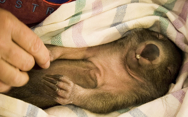Wombat belly rub  from Chrome web store to be run with OffiDocs Chromium online