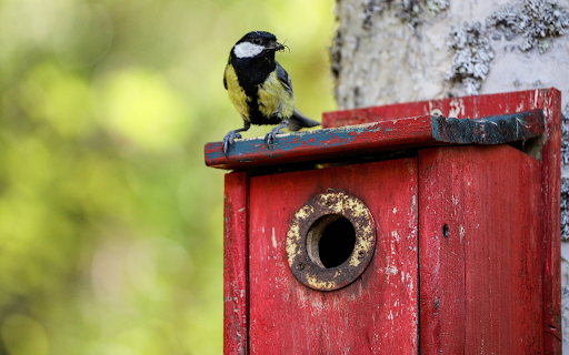 Wooden bird nest and little bird  from Chrome web store to be run with OffiDocs Chromium online