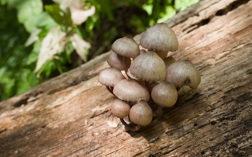 Wood Mushroom  from Chrome web store to be run with OffiDocs Chromium online