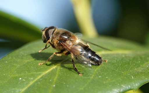 Worker bee  from Chrome web store to be run with OffiDocs Chromium online