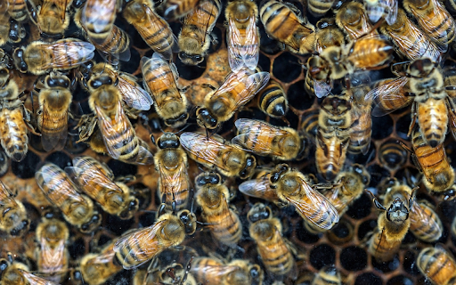 Worker bees  from Chrome web store to be run with OffiDocs Chromium online