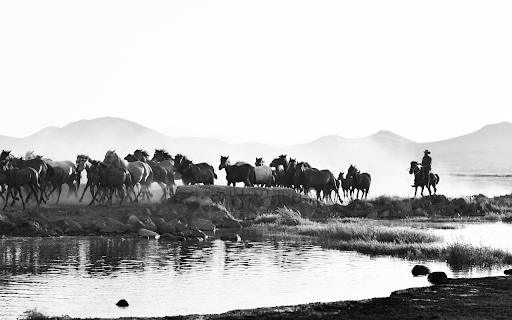 Wrangler with Herd of Horses in Black and White  from Chrome web store to be run with OffiDocs Chromium online