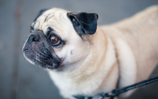 Wrinkled faced dog  from Chrome web store to be run with OffiDocs Chromium online