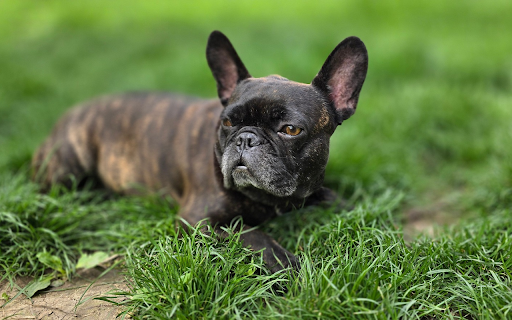 Wrinkled Face Dog  from Chrome web store to be run with OffiDocs Chromium online