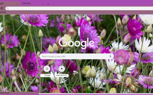 Xeranthemum  from Chrome web store to be run with OffiDocs Chromium online