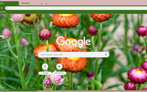 Xerochrysum  from Chrome web store to be run with OffiDocs Chromium online