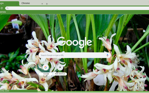 Xylobium  from Chrome web store to be run with OffiDocs Chromium online