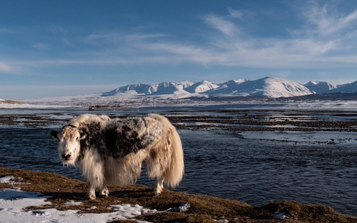YAK Theme  from Chrome web store to be run with OffiDocs Chromium online