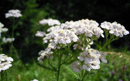 Yarrow – The Elegance of Nature’s Layers  from Chrome web store to be run with OffiDocs Chromium online