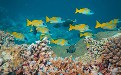 Yellow and Blue Fish Swimming in the Ocean  from Chrome web store to be run with OffiDocs Chromium online