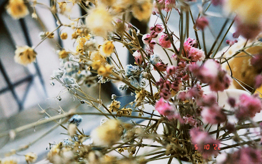 Yellow and Pink Flowers on Tree Branch  from Chrome web store to be run with OffiDocs Chromium online