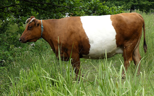Yellow and white milk cow  from Chrome web store to be run with OffiDocs Chromium online