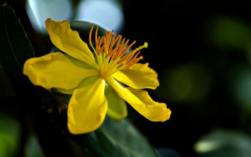 Yellow Apricot Blossom  from Chrome web store to be run with OffiDocs Chromium online