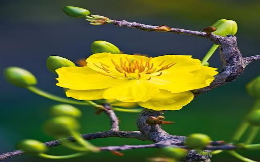yellow apricot flower wallpaper  from Chrome web store to be run with OffiDocs Chromium online