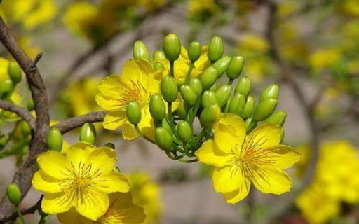 yellow apricot wallpaper  from Chrome web store to be run with OffiDocs Chromium online