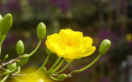 Yellow apricot with spring color  from Chrome web store to be run with OffiDocs Chromium online