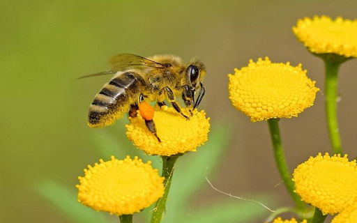 Yellow bee and flower wallpaper  from Chrome web store to be run with OffiDocs Chromium online