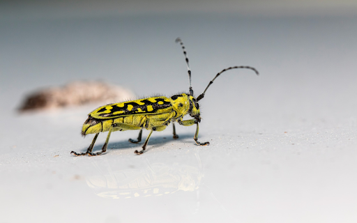 Yellow Beetle  from Chrome web store to be run with OffiDocs Chromium online
