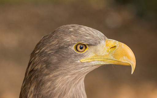 Yellow billed bird  from Chrome web store to be run with OffiDocs Chromium online