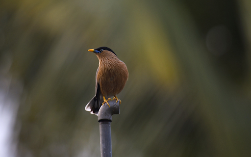 Yellow billed bird on the water pipe from Chrome web store to be run with OffiDocs Chromium online Yellow billed bird on the water pipe from Chrome web store to be run with OffiDocs Chromium online