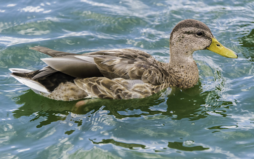 Yellow billed duck  from Chrome web store to be run with OffiDocs Chromium online