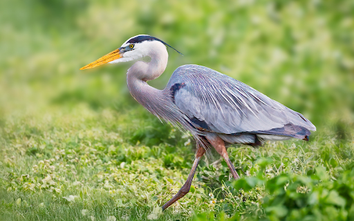 Yellow billed gray heron  from Chrome web store to be run with OffiDocs Chromium online