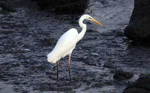 Yellow billed stork  from Chrome web store to be run with OffiDocs Chromium online
