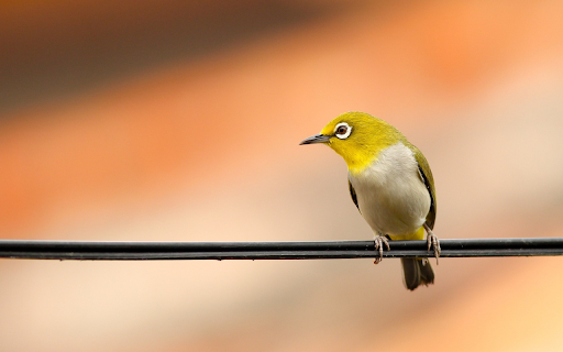Yellow bird on electric wire  from Chrome web store to be run with OffiDocs Chromium online