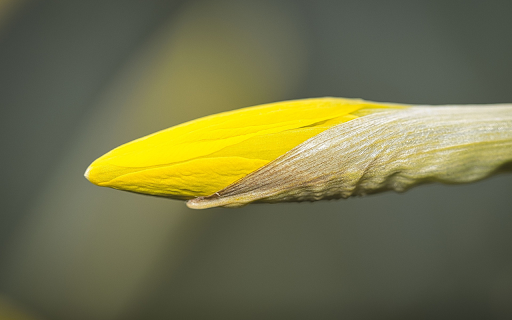 Yellow bud  from Chrome web store to be run with OffiDocs Chromium online