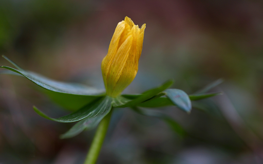 Yellow buds  from Chrome web store to be run with OffiDocs Chromium online