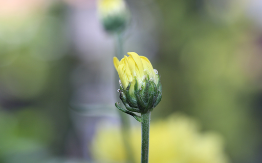 Yellow Buds and Dew  from Chrome web store to be run with OffiDocs Chromium online