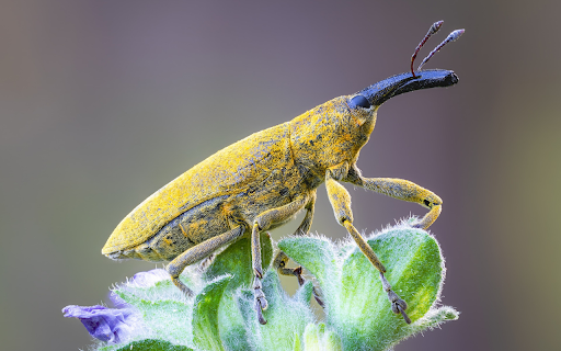 Yellow Bug  from Chrome web store to be run with OffiDocs Chromium online