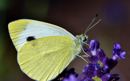Yellow butterfly  from Chrome web store to be run with OffiDocs Chromium online
