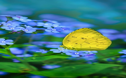 Yellow butterfly and blue flower wallpaper  from Chrome web store to be run with OffiDocs Chromium online