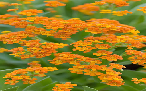 yellow butterfly flower wallpaper  from Chrome web store to be run with OffiDocs Chromium online