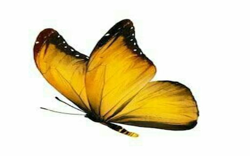 yellow butterfly wallpaper black border  from Chrome web store to be run with OffiDocs Chromium online