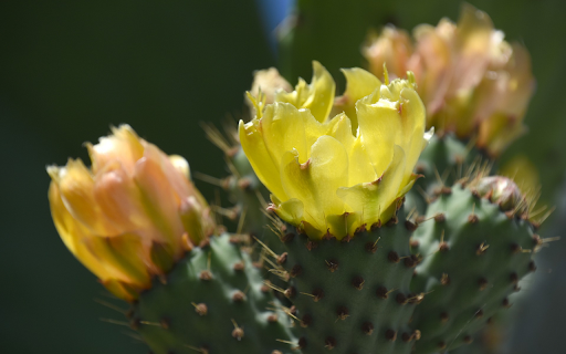 Yellow cactus  from Chrome web store to be run with OffiDocs Chromium online