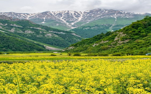 Yellow Canola flower wallpaper  from Chrome web store to be run with OffiDocs Chromium online