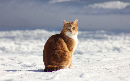 Yellow cat and snow white  from Chrome web store to be run with OffiDocs Chromium online