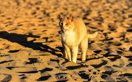 Yellow cat in the sand from Chrome web store to be run with OffiDocs Chromium online Yellow cat in the sand from Chrome web store to be run with OffiDocs Chromium online