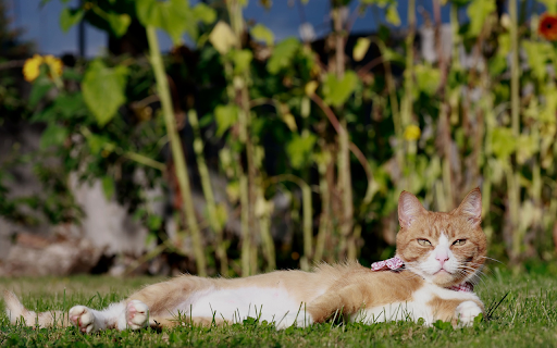 Yellow Cat Sunbathing  from Chrome web store to be run with OffiDocs Chromium online