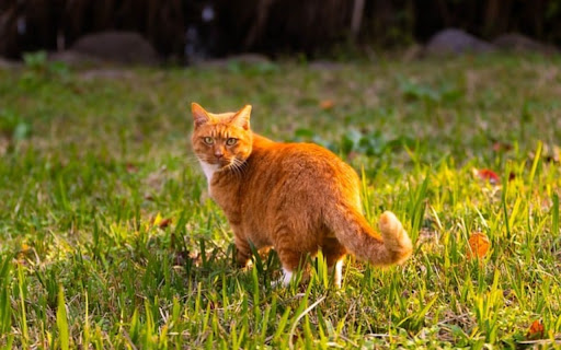 YELLOW CAT THEME  from Chrome web store to be run with OffiDocs Chromium online