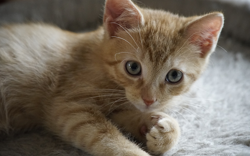 Yellow cat with blue eyes  from Chrome web store to be run with OffiDocs Chromium online