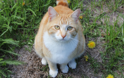 Yellow cat with white collar  from Chrome web store to be run with OffiDocs Chromium online