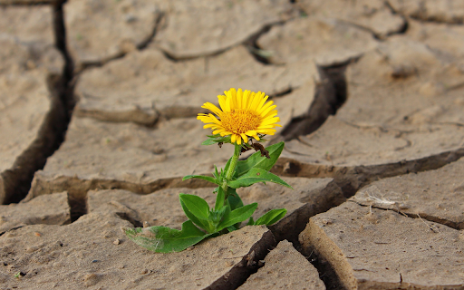 Yellow chrysanthemum flower  from Chrome web store to be run with OffiDocs Chromium online